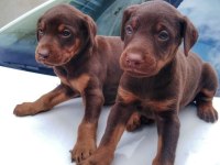 Safkan doberman yavrular