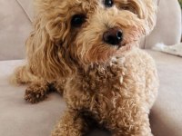 Harika surat poodle kızımız yeni sahibini bekliyor
