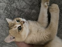 İyi Bakacak Kişi Aranıyor Kedimiz Ücretsiz Verilecek