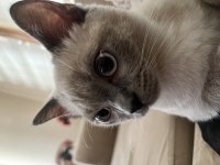 6 aylık kızıma yuva arıyorum british shorthair