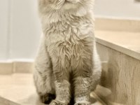 15 aylık erkek British longhair