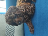 Dark Red Toy Poodle
