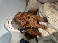 Toy Poodle Yavrular – Yeni Yuvalarını Arıyor