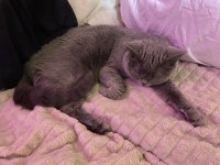 Safkan Dişi British Shorthair