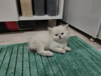 British Longhair 50 günlük