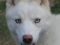 A kalite Mavi Gözlü Beyaz Husky Sibirya Kurdu Orjinal