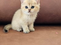 SAFKAN EV ÜRETİMİ SERECELİ GOLDEN KEDİLER