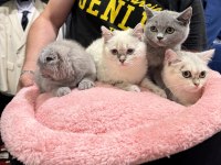 Scottish Fold & British shorthair