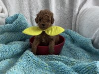 Ev ortamından kore poodle bebekleri