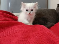 BRİTİSH 3 KARDEŞ KEDİMİZ