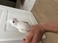 Yeni yeme düşmüş heawy pied egitime açık sultan papağanı