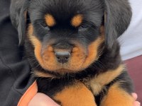 Rottweiler kapıda ödemeli çiftlik kredi kartı geçer