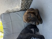 Cane corso yavrularımız