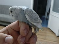 ELE ALIŞIK MUHABBET KUŞU YAVRULAR