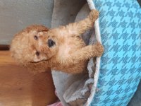 A kaliteli maltipoo