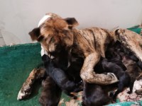 Safkan Amerikan Tiger Presa Canario