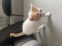 Annesi terk etmiş melez kedimiz