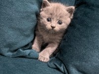 British Shorthair Kedisi