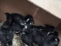 Safkan kaliteli astrolop yavrular