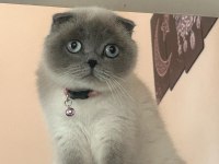 Birbirinden ayrılmayan tatlı scottish fold arkadaşlar uyguna