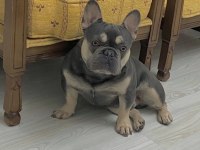 LİLAC & TAN FRENCH BULLDOG ERKEĞİMİZ EŞLEŞMEYE AÇIK