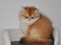 3 AYLIK GOLDEN BRİTİSH LONGHAİR NY12 YAVRU