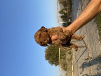 Toy poodle yavrular