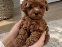 Özel Seçim Toy Poodle Yavrularımız