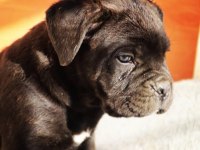 Blue/Siyah Cane Corso Yavrular