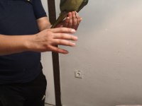 Acil satılık iskender papağanı