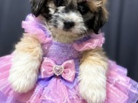 Maltipoo yavrum 55 günlük