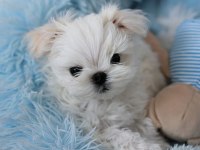 Korean morkie puppies (cheap) 1bucuk kg