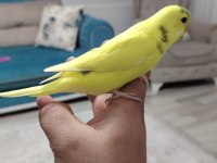 Erkek ele alışkın muhabbet kuşu