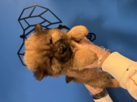 ÜRETİM ÇİFTLİĞİNDEN KIZIL CHOW CHOW YAVRULARI