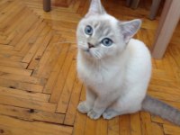 British shorthair blue point (mavi gözlü yavru)