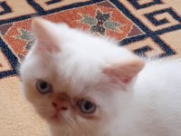 Safkan anne babadan şov kalite exotic shorthair yavrular