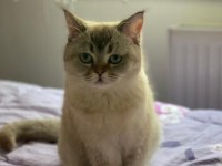 British shorthair kedisi