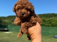 Gerçek kore poodle yavrular