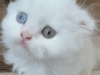 Scottish Fold Odd Eyes Yavrumuz