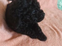 Toy Poodle Siyah İnci