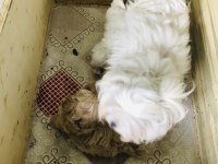 Maltipoo ve maltese yavrularım ırk garantili