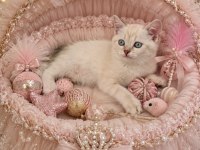 Minnak British Ve Scottish Fold Bebişlerim Maviş