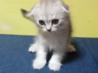 Scottish longhair