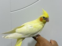 Sultan papağanı sahiplendirilecekler