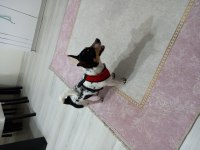 Köpeğimi sahiplendiriyorum