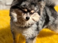 Pomeranian boo köpekleri