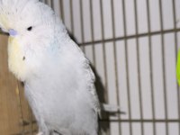 ŞOV JUMBO MUHABBET KUŞU