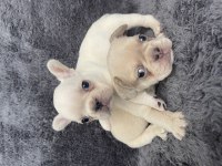 Exotic french bulldog yavrular