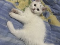 2.5 aylık erkek uygun british shorthair