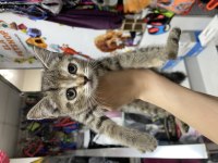 Silver tabby  45 günlük yavrumuz 